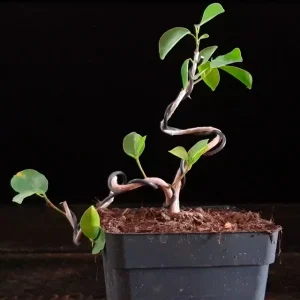 Ficus Moclame 689365 anunciado en Youtube