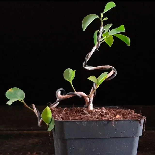 Ficus Moclame 689365 anunciado en Youtube